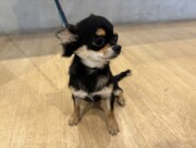 ロングチワワ（2026 .01.12現在）