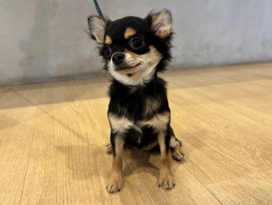 ロングチワワ（2026 .01.12現在）