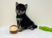 豆柴犬（2025.10.01現在）