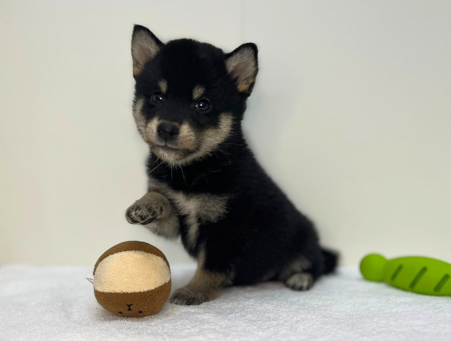 豆柴犬（2025.10.01現在）