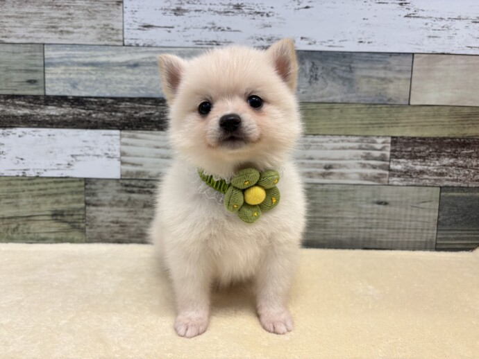 ポメラニアン×柴犬（2025.10.02現在） | わんちゃんの紹介
