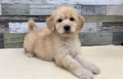 ゴールデン×スタンダートプードル(2025.11.19現在)