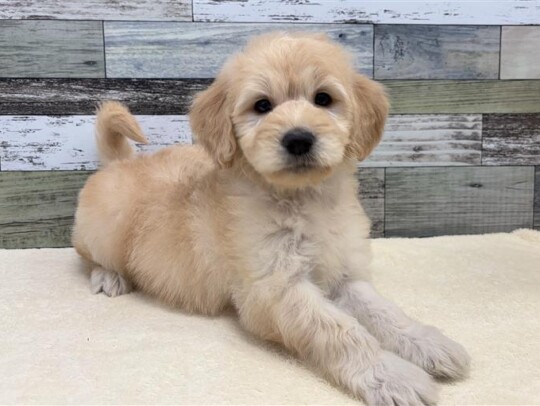 ゴールデン×スタンダートプードル(2025.11.19現在)