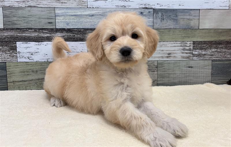 ゴールデン×スタンダートプードル(2025.11.19現在)