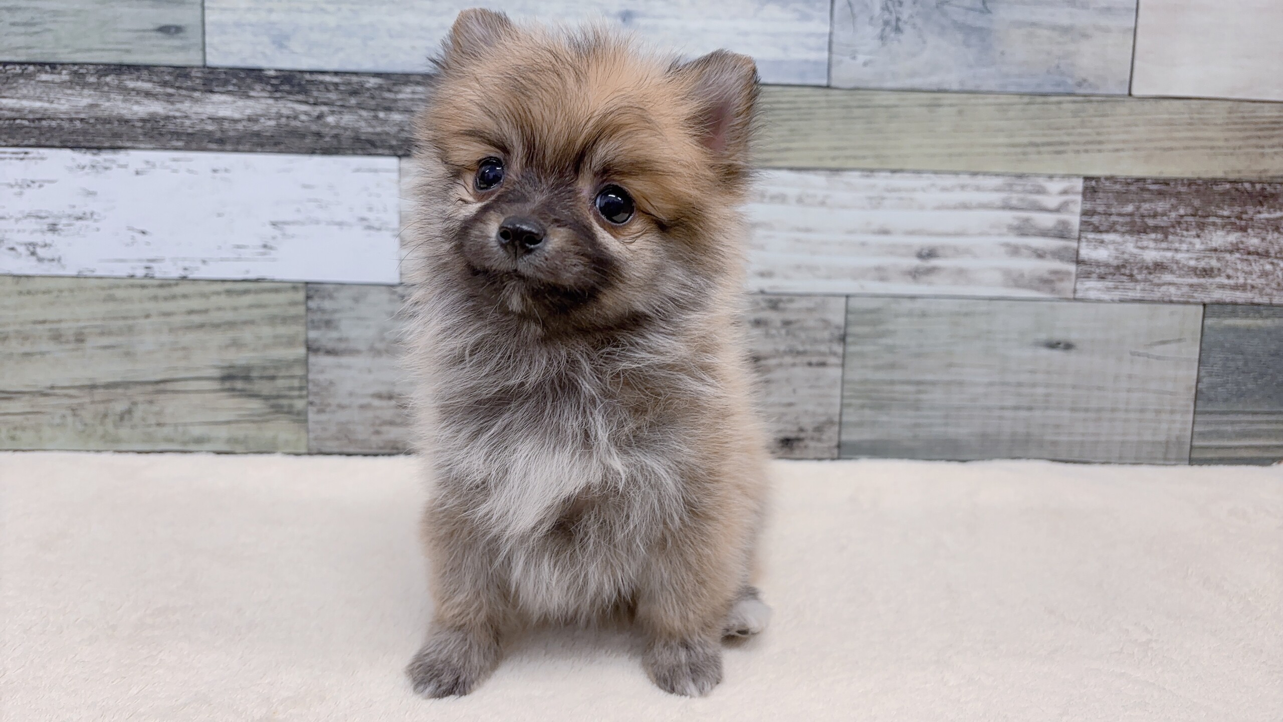 マルチーズ×ポメラニアン(2025.11.11現在)