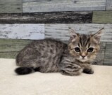 マンチカン(2025.11.5現在)