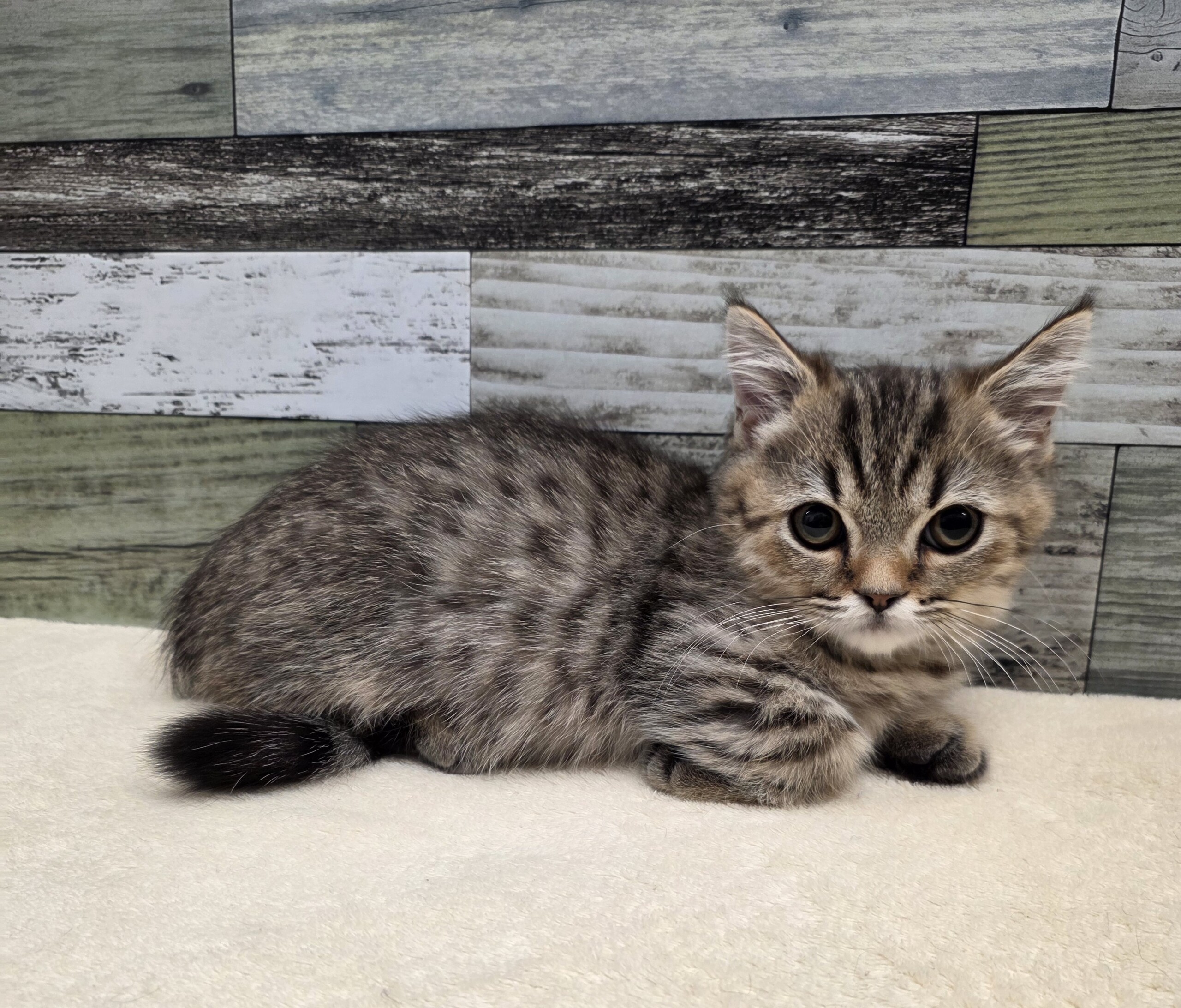 マンチカン(2025.11.5現在)