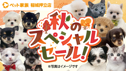 11月15日(土)～24日(祝月)　稲城押立店　秋のスペシャルセール開催！