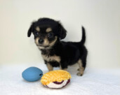 Lチワワ×Mダックス(2025.11.18現在)