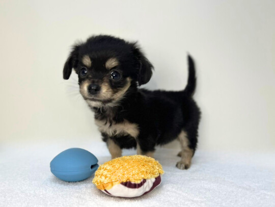 Lチワワ×Mダックス(2025.11.18現在)