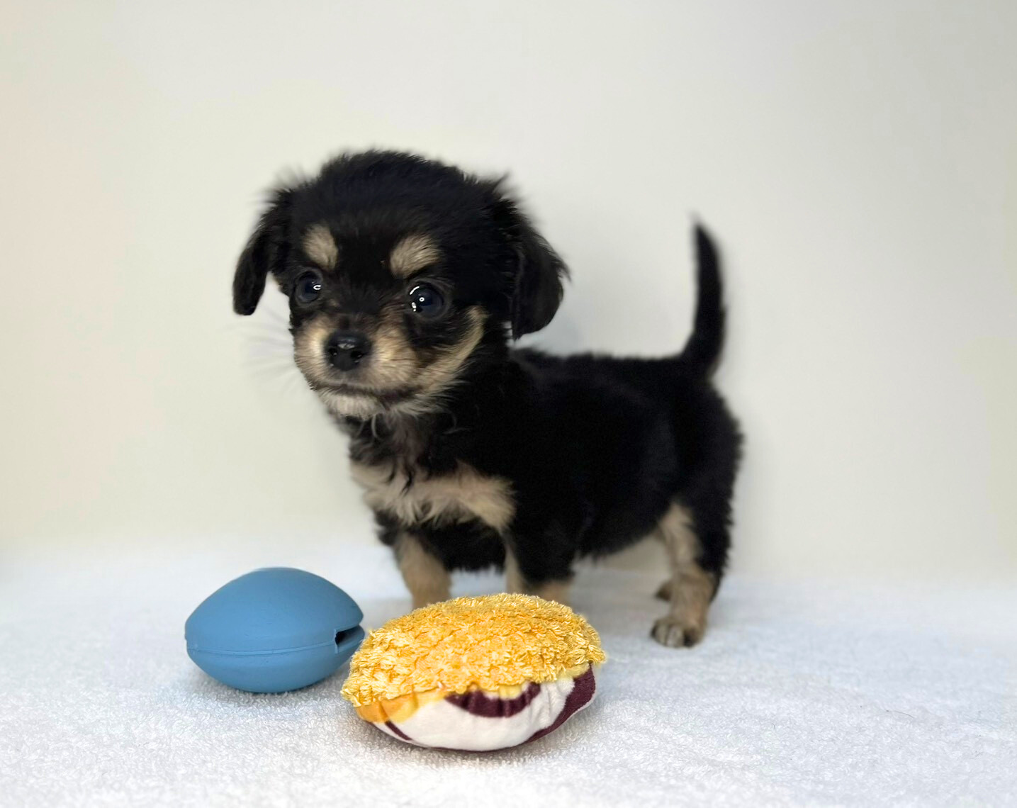 Lチワワ×Mダックス(2025.11.18現在)