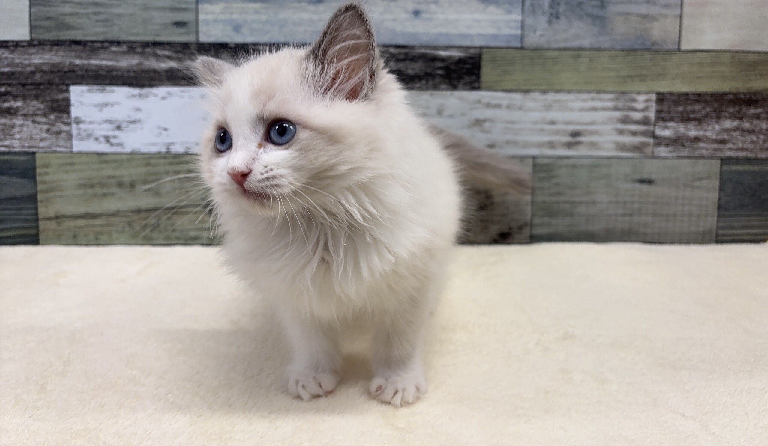 ラグドール(2025.11.11現在)