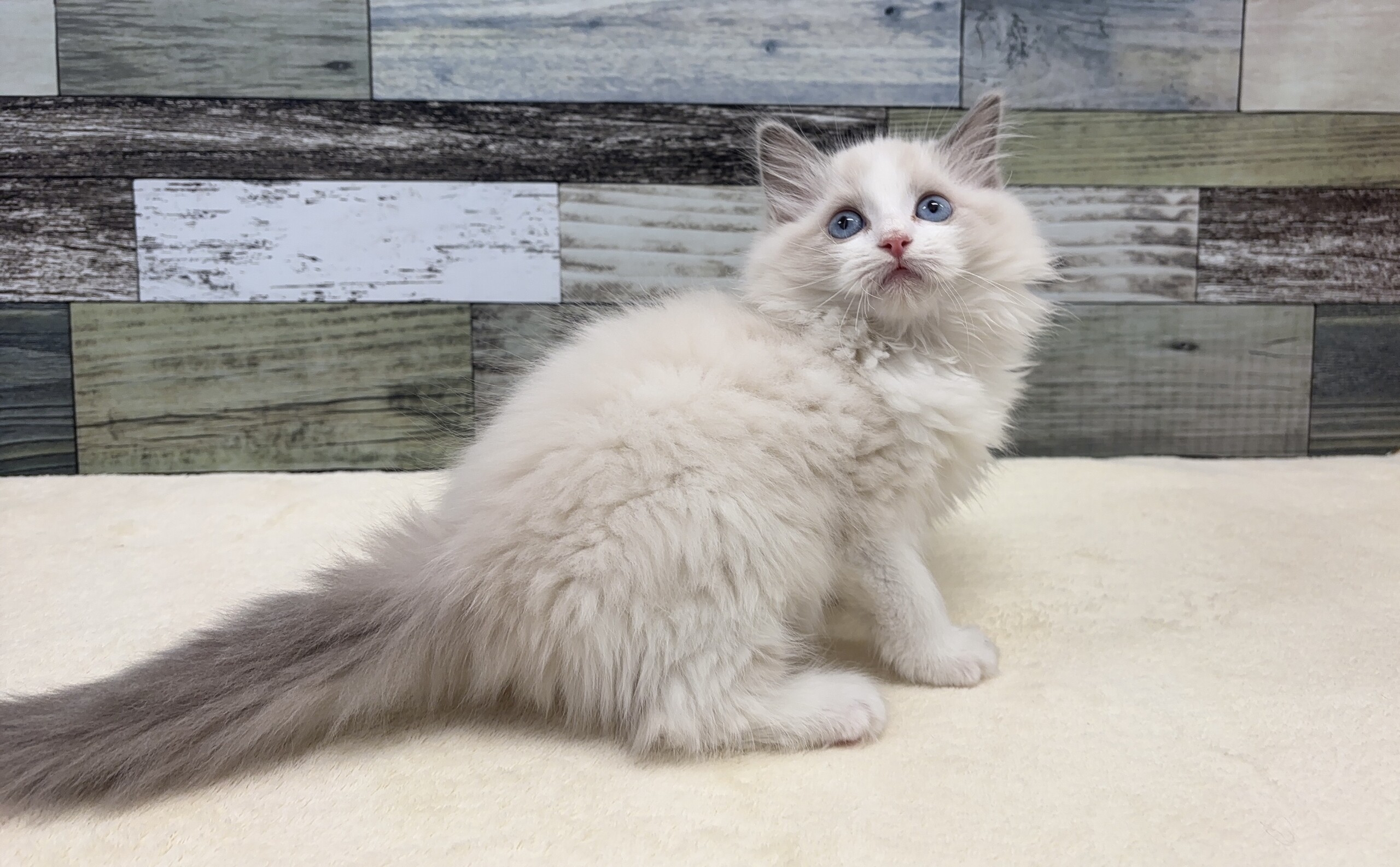 ラグドール(2025.11.11現在)