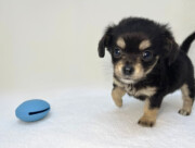 Lチワワ×Mダックス(2025.11.18現在)