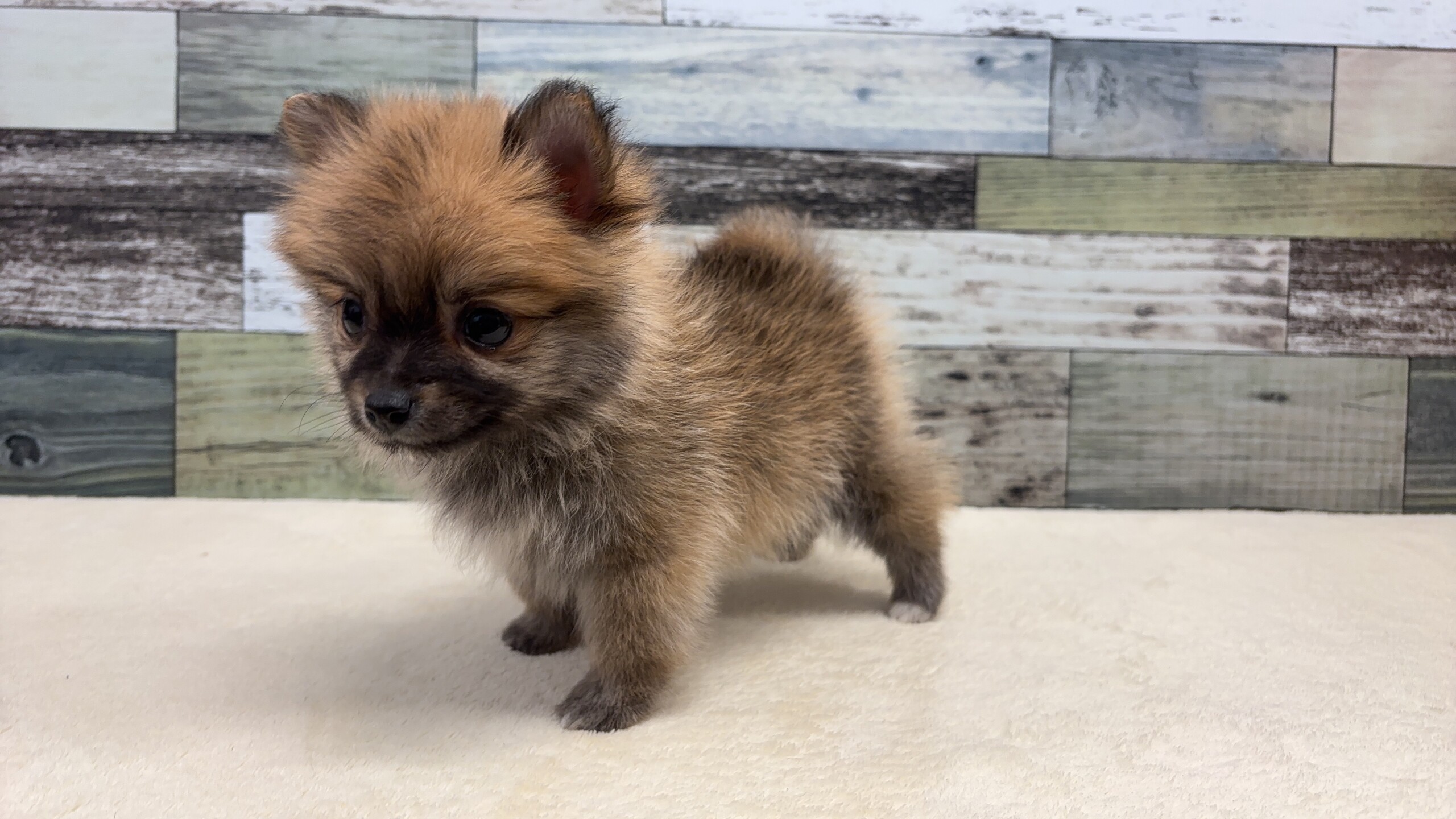 マルチーズ×ポメラニアン(2025.11.11現在)