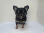 ロングチワワ（2025.11.11現在）