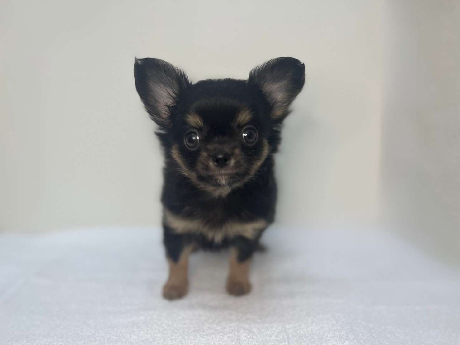 ロングチワワ（2025.11.11現在）