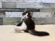 ノルウェージャンフォレストキャット(2025.11.04現在)