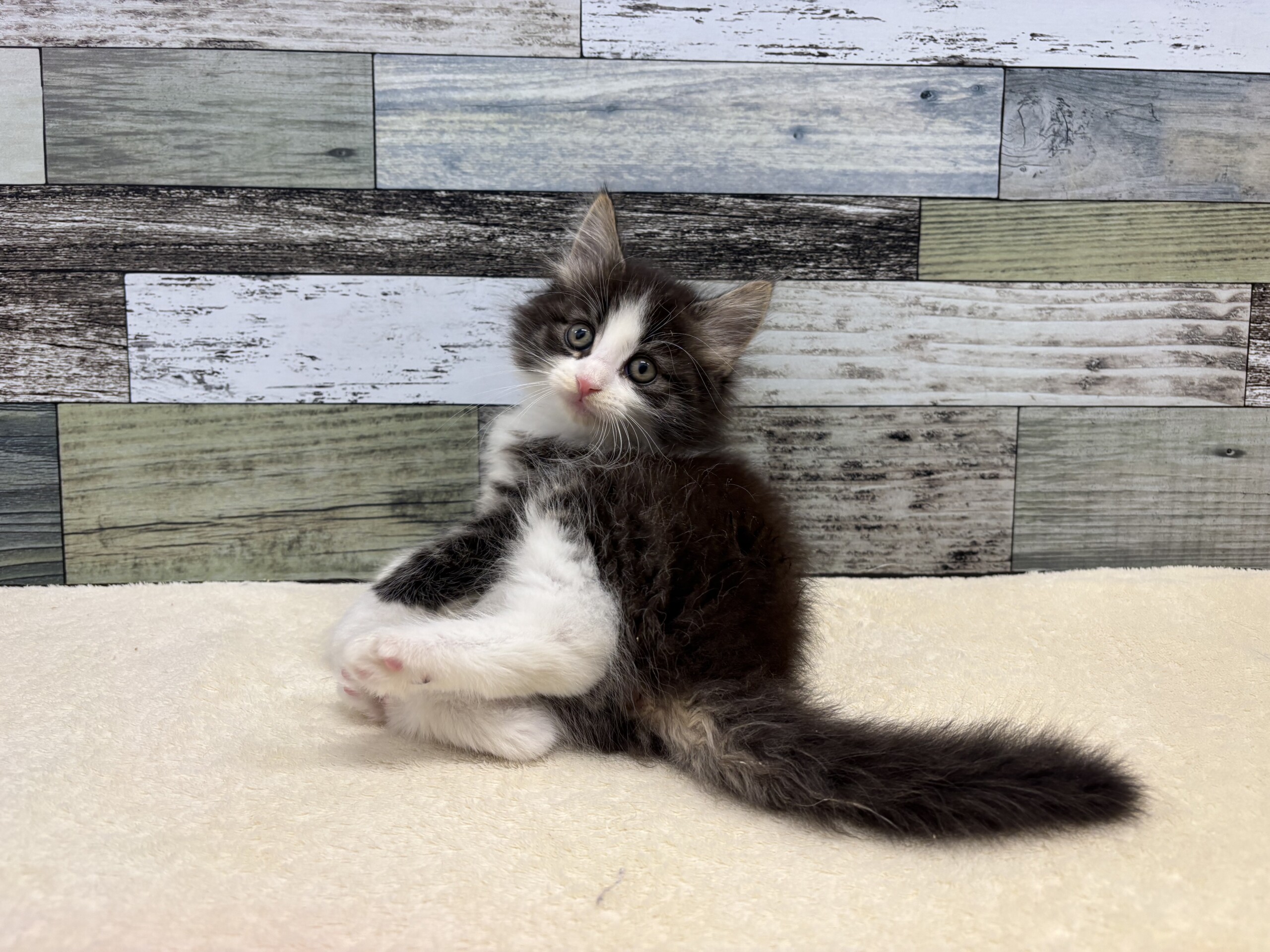 ノルウェージャンフォレストキャット(2025.11.04現在)