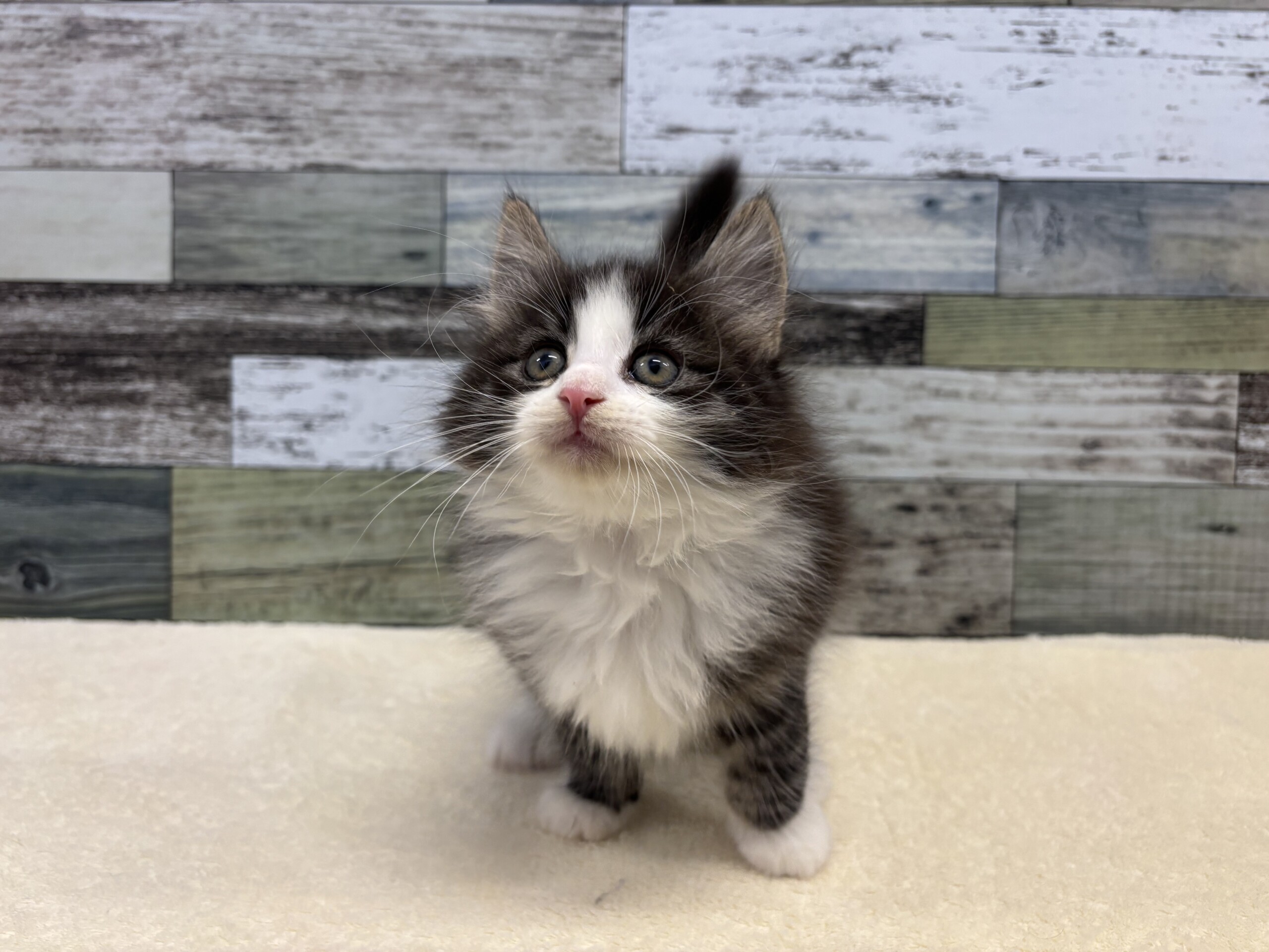 ノルウェージャンフォレストキャット(2025.11.04現在)