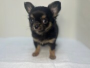 ロングチワワ（2025.11.11現在）