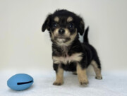 Lチワワ×Mダックス(2025.11.18現在)