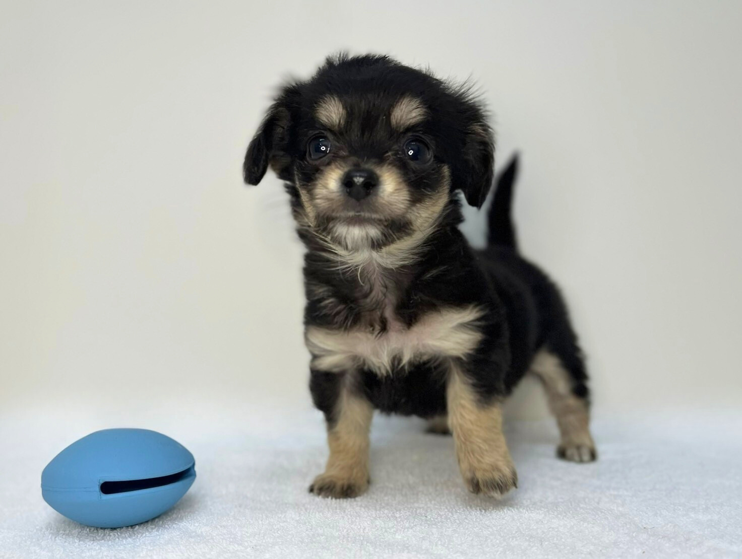 Lチワワ×Mダックス(2025.11.18現在)