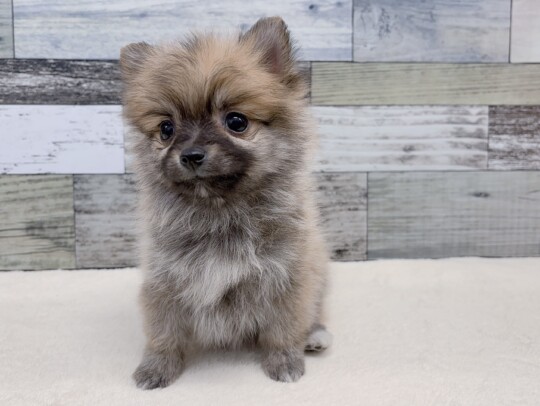 マルチーズ×ポメラニアン(2025.11.11現在)