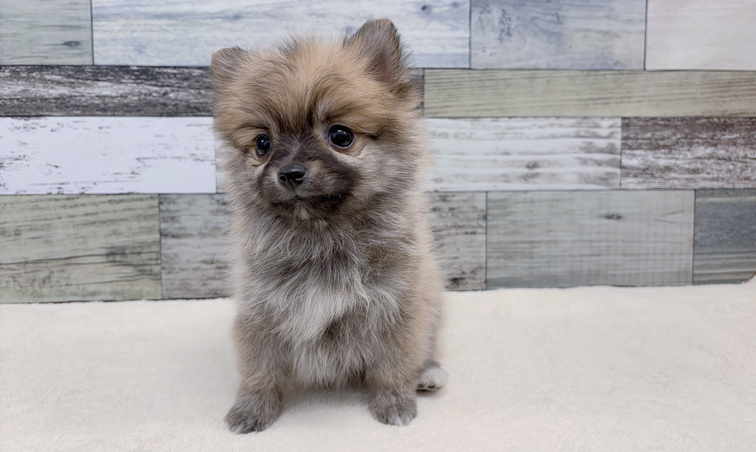 マルチーズ×ポメラニアン(2025.11.11現在)