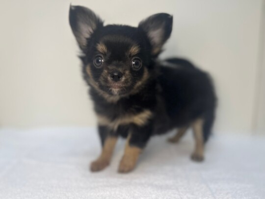 ロングチワワ（2025.11.11現在）