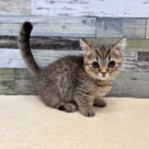 マンチカン(2025.11.5現在)