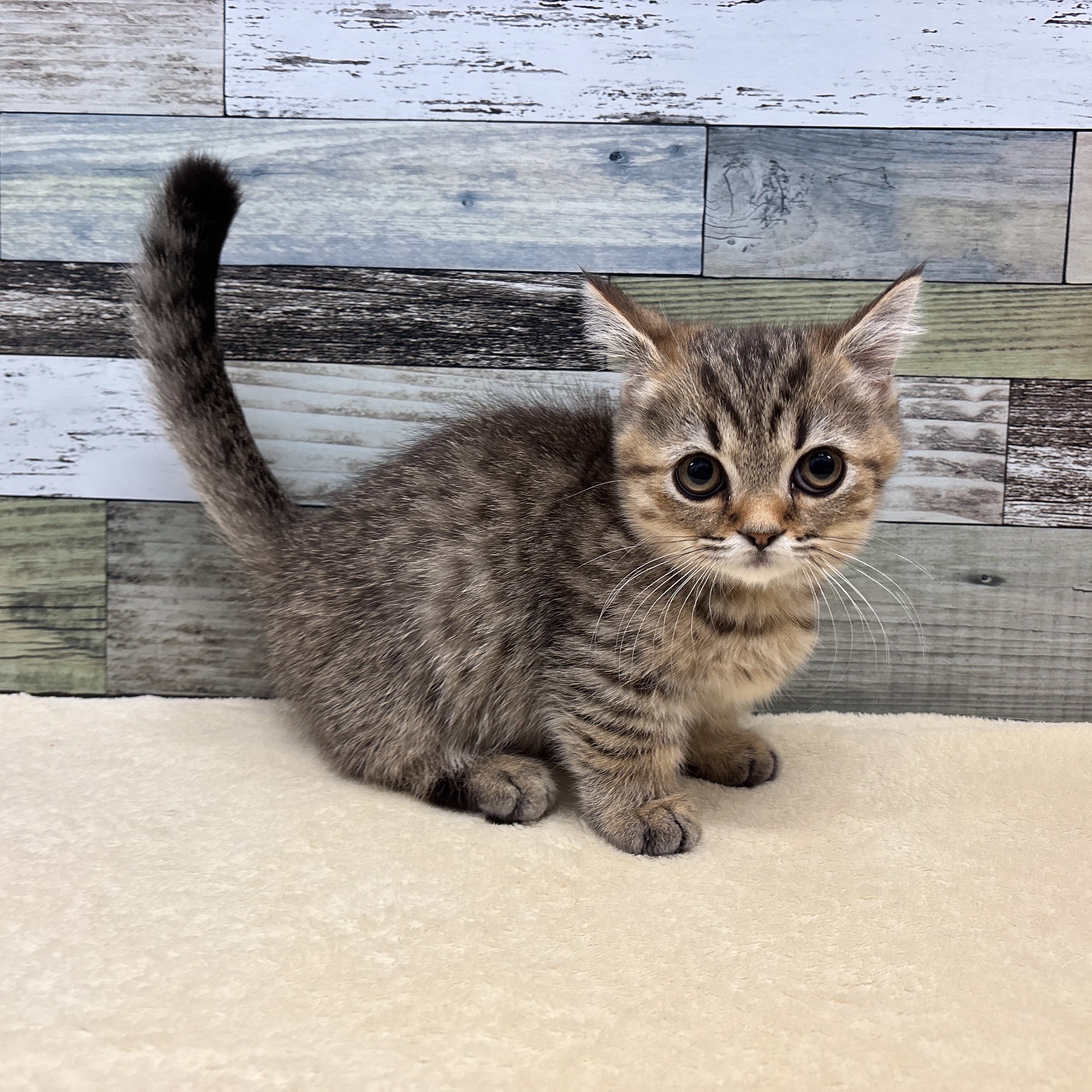 マンチカン(2025.11.5現在)