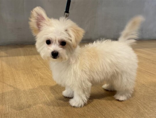 チワワ×ビションフリーゼ(2026.1.12現在)