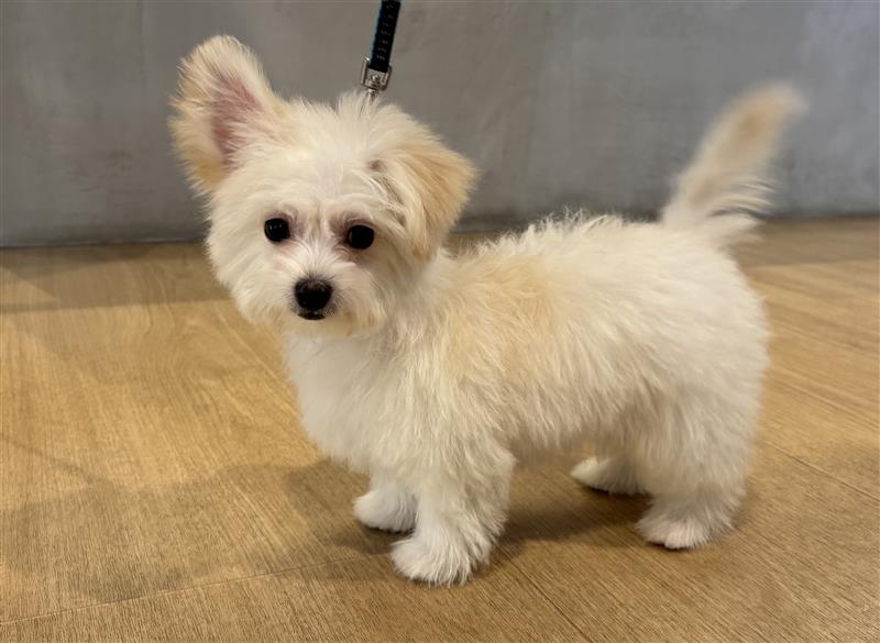 チワワ×ビションフリーゼ(2026.1.12現在)