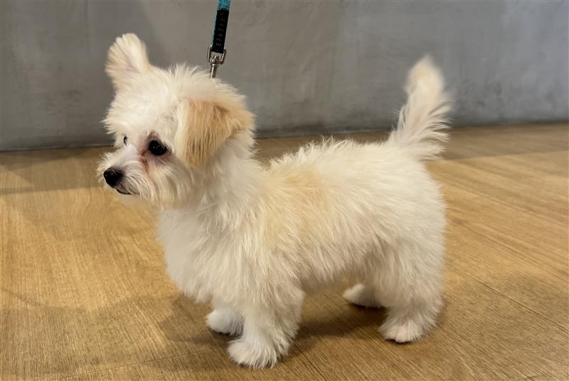 チワワ×ビションフリーゼ(2026.1.12現在)