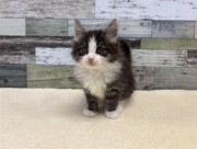 ノルウェージャンフォレストキャット(2025.11.04現在)