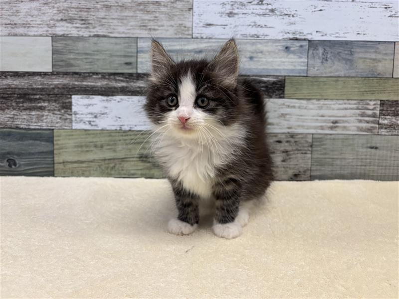 ノルウェージャンフォレストキャット(2025.11.04現在)