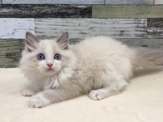 ラグドール(2025.11.11現在)