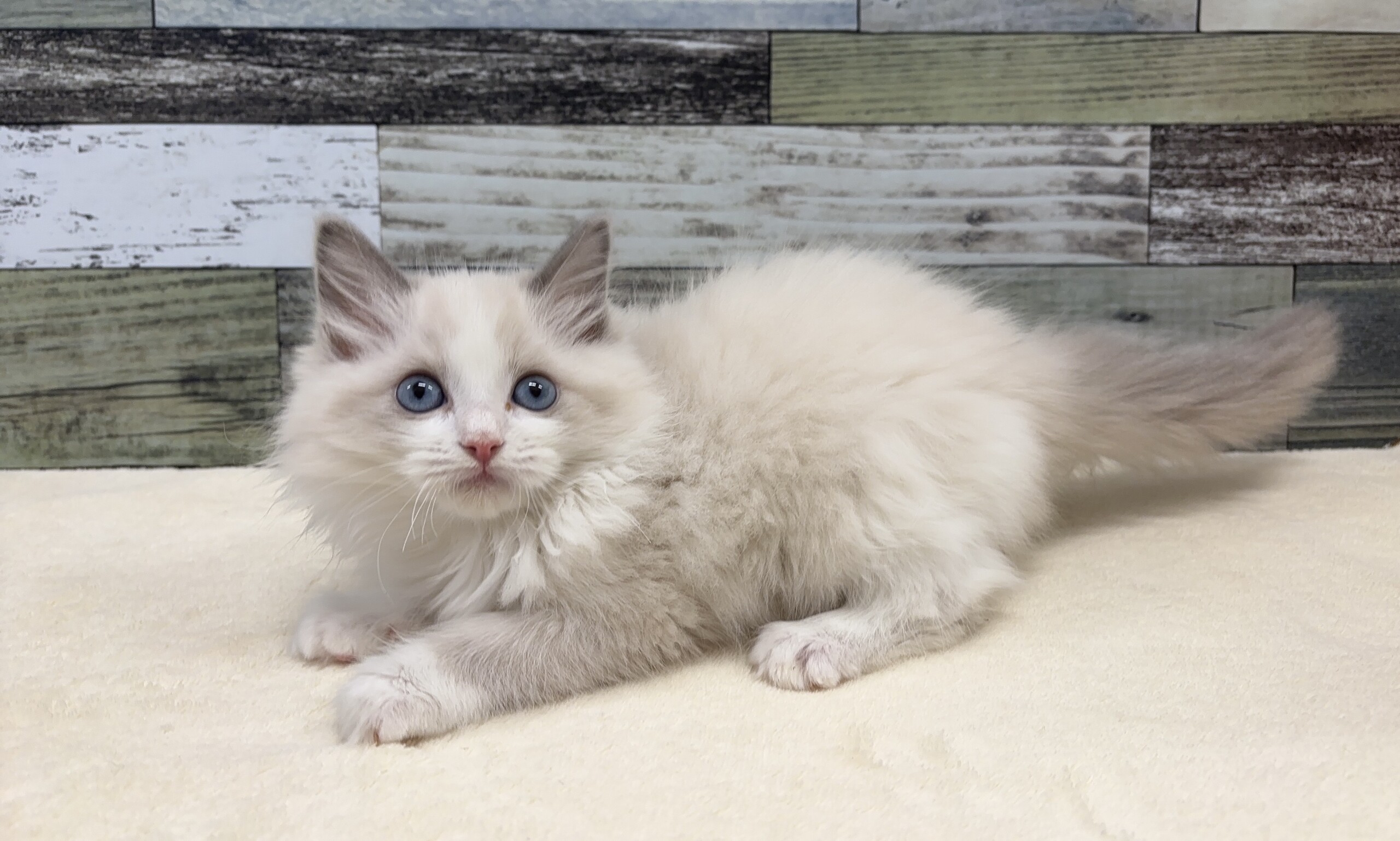 ラグドール(2025.11.11現在)