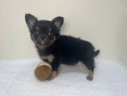 ロングチワワ（2025.11.11現在）