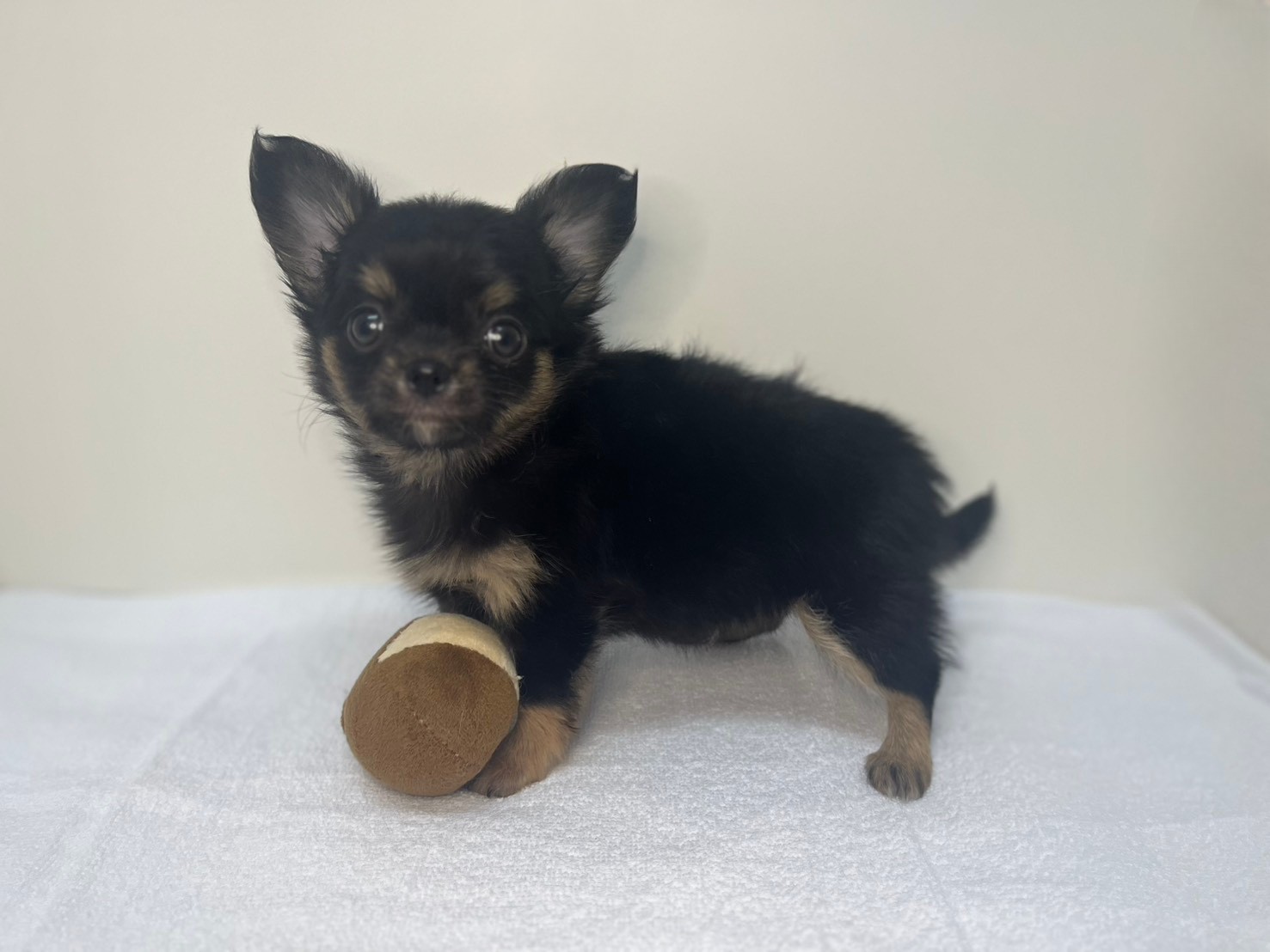 ロングチワワ（2025.11.11現在）