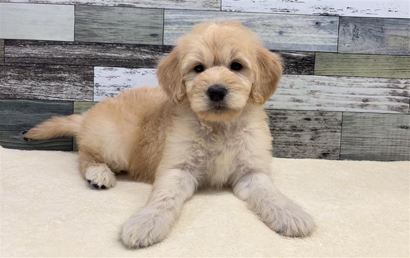 ゴールデン×スタンダートプードル(2025.11.19現在)