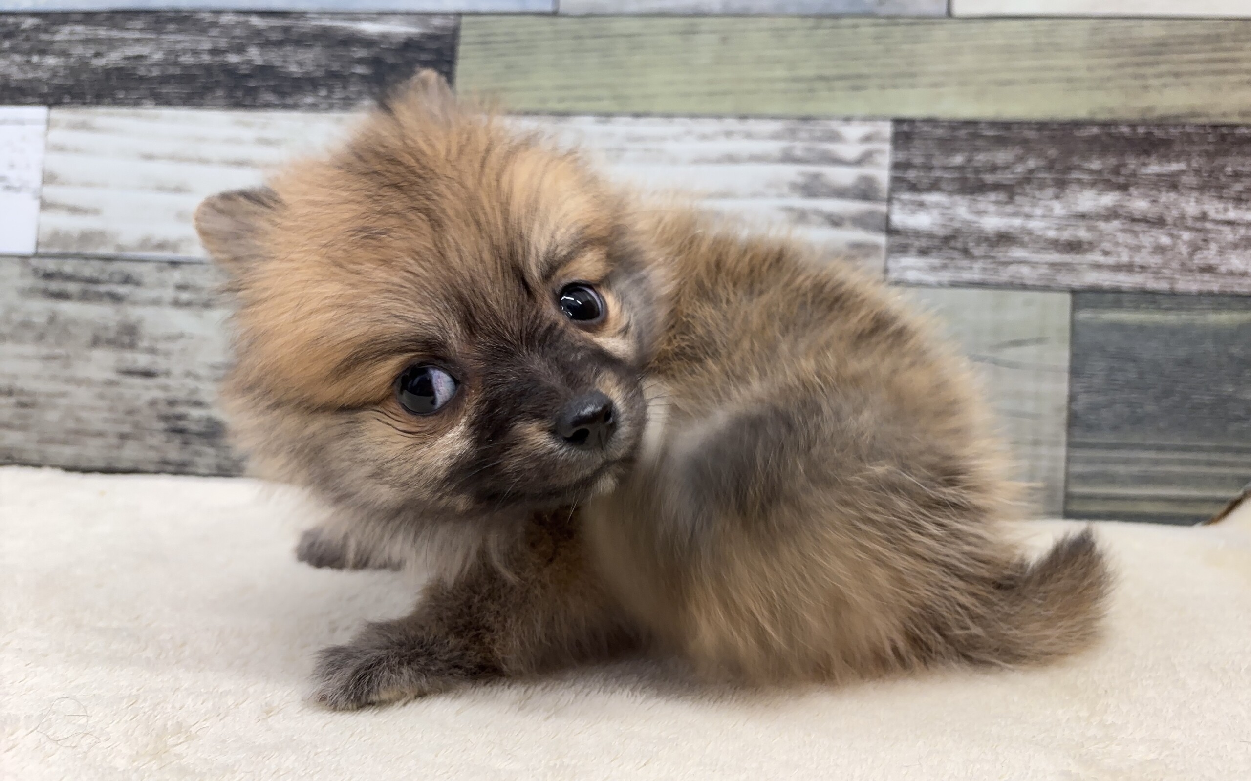 マルチーズ×ポメラニアン(2025.11.11現在)