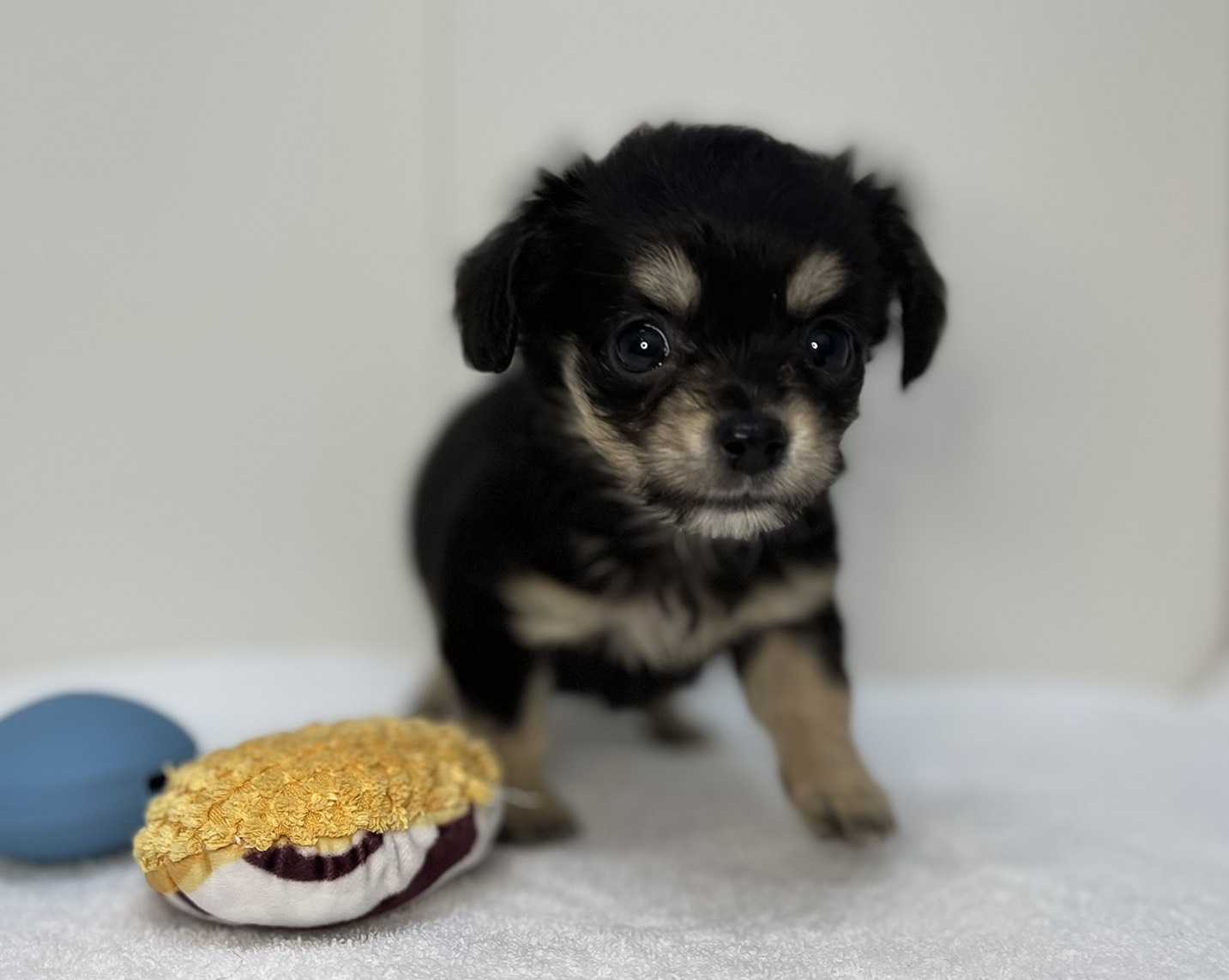 Lチワワ×Mダックス(2025.11.18現在)