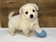 Lチワワ×Mダックス（2025.11.18現在）