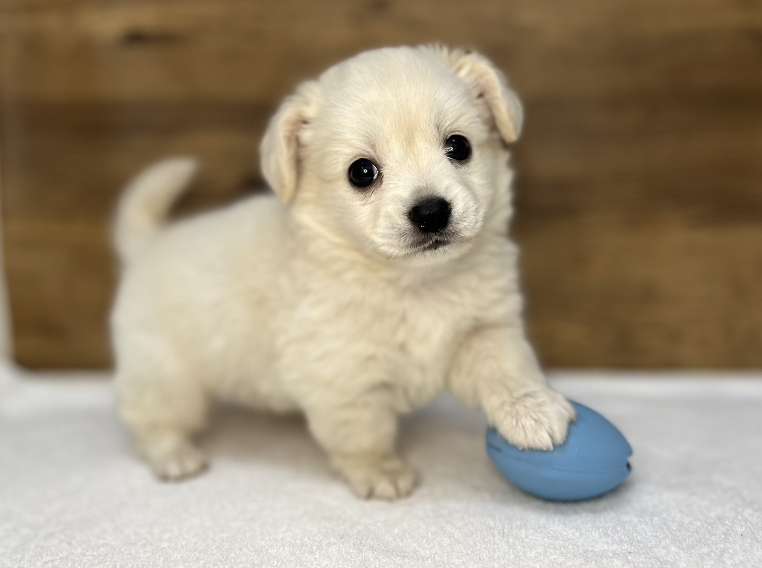 Lチワワ×Mダックス（2025.11.18現在）