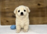 Lチワワ×Mダックス（2025.11.18現在）