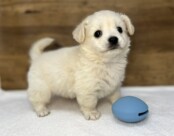 Lチワワ×Mダックス（2025.11.18現在）