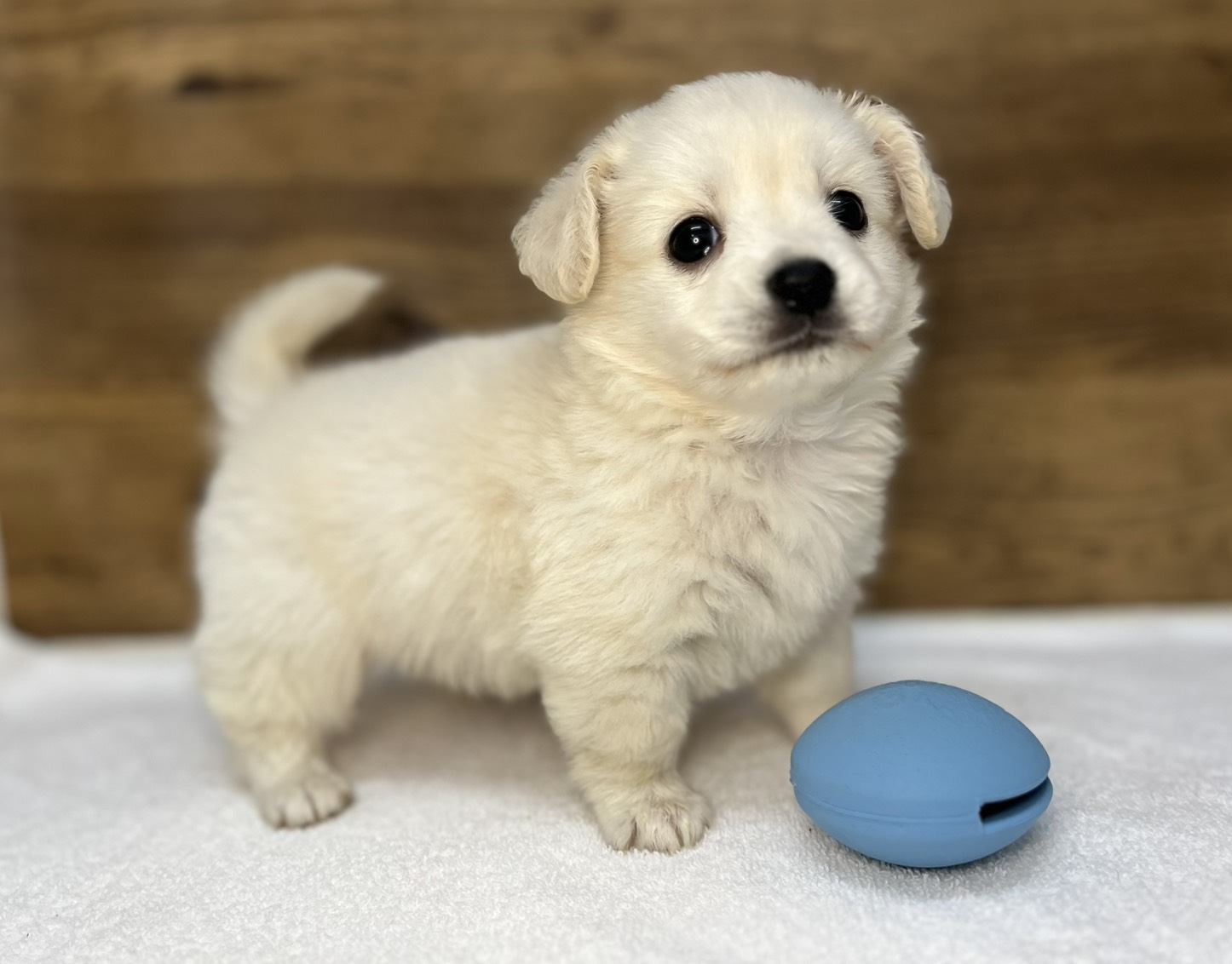 Lチワワ×Mダックス（2025.11.18現在）