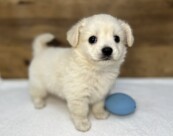 Lチワワ×Mダックス（2025.11.18現在）